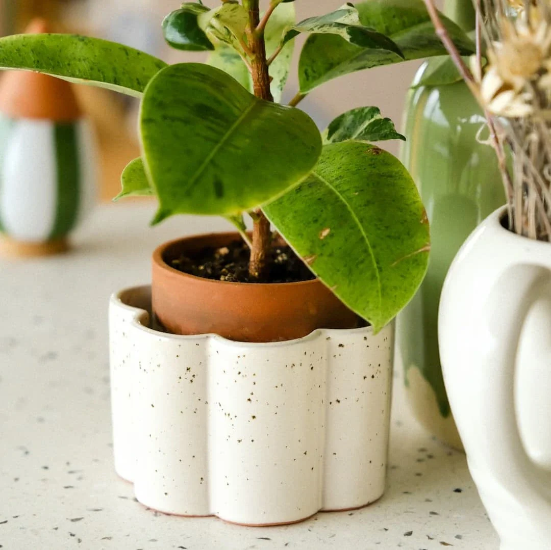 Coffret cadeau - Plantsitter XL - Image 3