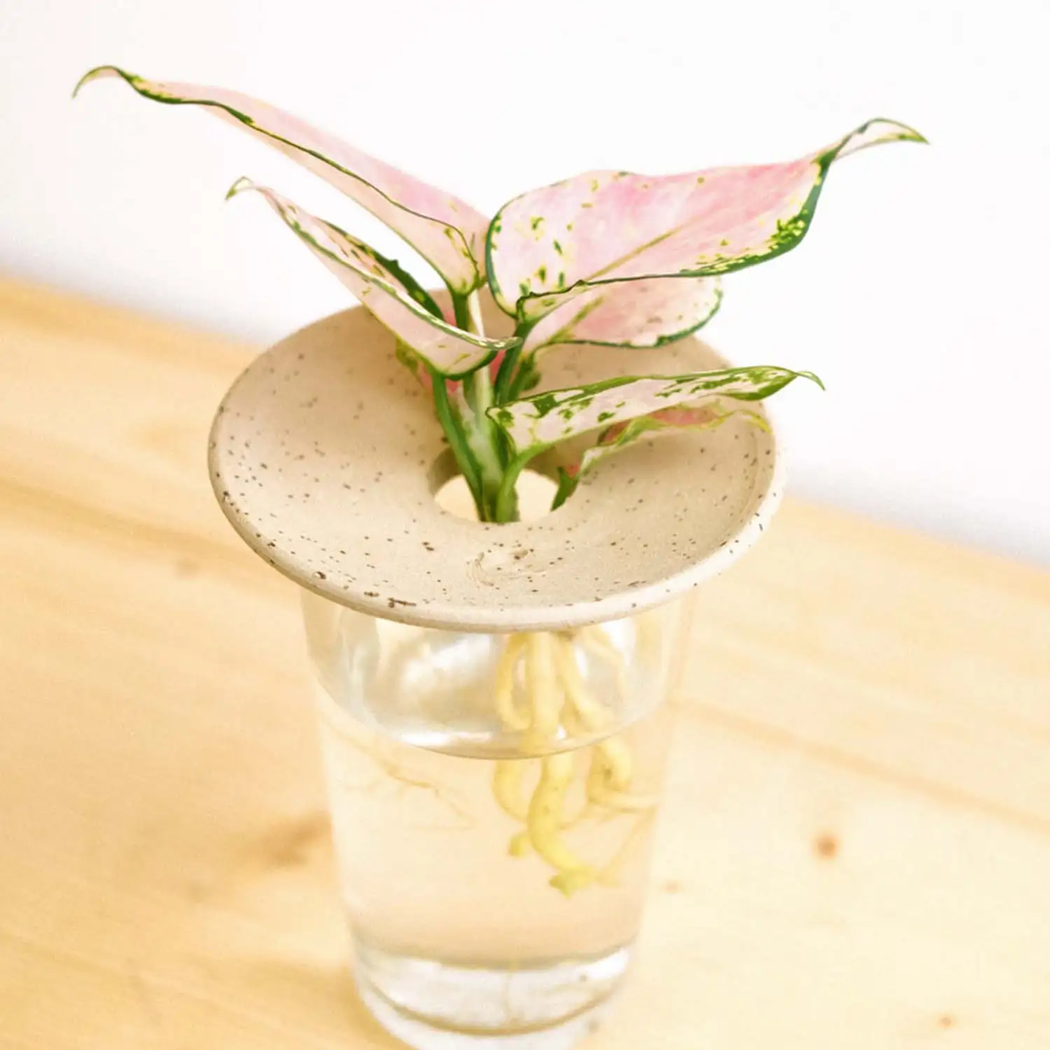 Coupelle d'hydroculture - Image 3