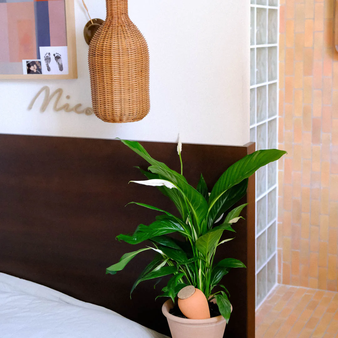 Olla - Terracotta - Image 3