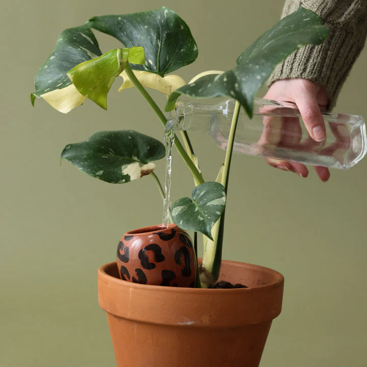 Olla - Léopard Macchiato - Image 4