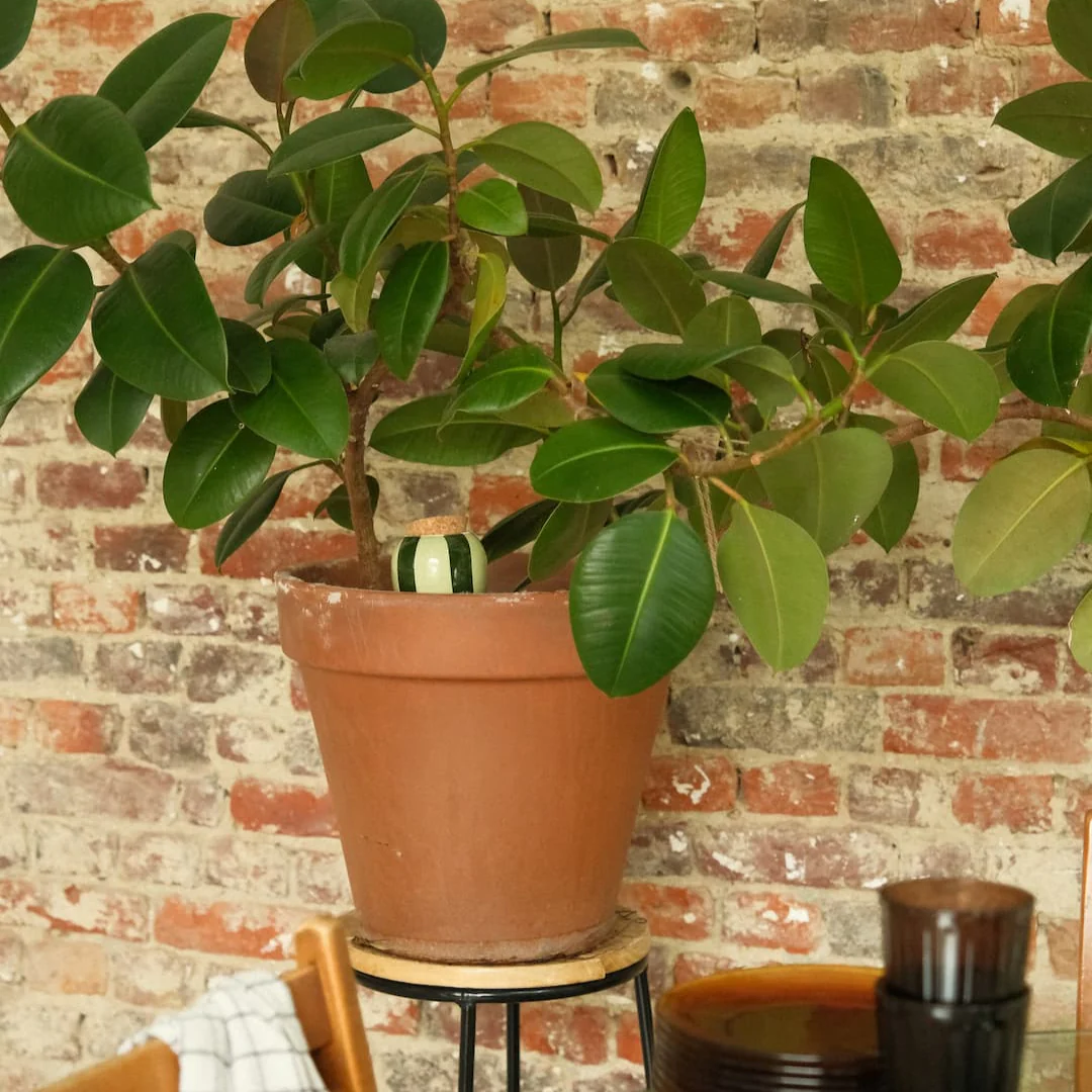 Olla - Rayé vert et vert - Image 3